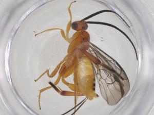  (Sendaphne Malaise1703 - CBG-A60987-E06)  @11 [ ] CreativeCommons - Attribution Share - Alike (2025) Centre for Biodiversity Genomics Centre for Biodiversity Genomics