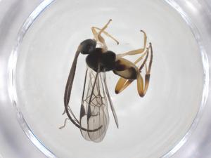  ( - CBG-A61115-G04)  @11 [ ] CreativeCommons - Attribution Share - Alike (2025) Centre for Biodiversity Genomics Centre for Biodiversity Genomics