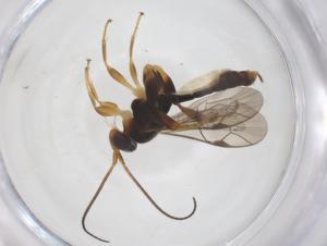  ( - CBG-A61117-A06)  @11 [ ] CreativeCommons - Attribution Share - Alike (2025) Centre for Biodiversity Genomics Centre for Biodiversity Genomics