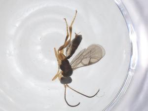  ( - CBG-A61117-E12)  @11 [ ] CreativeCommons - Attribution Share - Alike (2025) Centre for Biodiversity Genomics Centre for Biodiversity Genomics