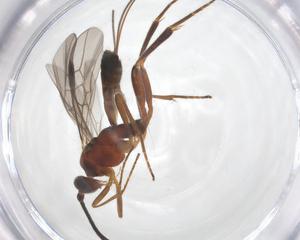  ( - CBG-A61117-F01)  @11 [ ] CreativeCommons - Attribution Share - Alike (2025) Centre for Biodiversity Genomics Centre for Biodiversity Genomics