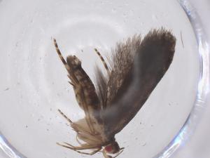  ( - CBG-A61153-E09)  @11 [ ] CreativeCommons - Attribution Share - Alike (2025) Centre for Biodiversity Genomics Centre for Biodiversity Genomics