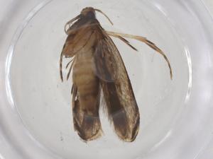  (gelMalaise01 Malaise8519 - CBG-A61154-B02)  @11 [ ] CreativeCommons - Attribution Share - Alike (2025) Centre for Biodiversity Genomics Centre for Biodiversity Genomics