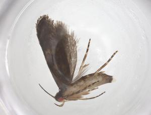  ( - CBG-A61154-C01)  @11 [ ] CreativeCommons - Attribution Share - Alike (2025) Centre for Biodiversity Genomics Centre for Biodiversity Genomics