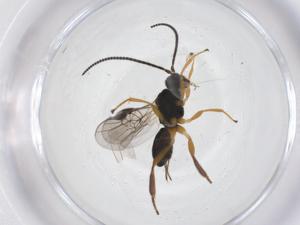  ( - CBG-A61155-F06)  @11 [ ] CreativeCommons - Attribution Share - Alike (2025) Centre for Biodiversity Genomics Centre for Biodiversity Genomics