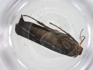  ( - CBG-A61155-G03)  @11 [ ] CreativeCommons - Attribution Share - Alike (2025) Centre for Biodiversity Genomics Centre for Biodiversity Genomics