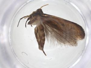  ( - CBG-A61155-H07)  @11 [ ] CreativeCommons - Attribution Share - Alike (2025) Centre for Biodiversity Genomics Centre for Biodiversity Genomics