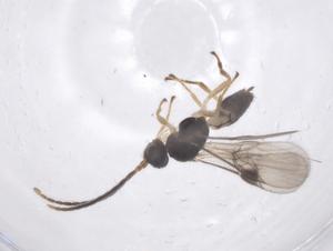  ( - CBG-A61156-C12)  @11 [ ] CreativeCommons - Attribution Share - Alike (2025) Centre for Biodiversity Genomics Centre for Biodiversity Genomics