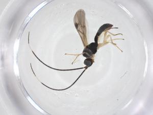  ( - CBG-A61330-G06)  @11 [ ] CreativeCommons - Attribution Share - Alike (2025) Centre for Biodiversity Genomics Centre for Biodiversity Genomics