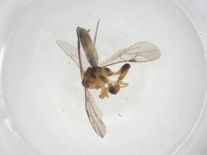  ( - CBG-A61332-A12)  @11 [ ] CreativeCommons - Attribution Share - Alike (2025) Centre for Biodiversity Genomics Centre for Biodiversity Genomics