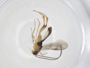  ( - CBG-A61361-C07)  @11 [ ] CreativeCommons - Attribution Share - Alike (2025) Centre for Biodiversity Genomics Centre for Biodiversity Genomics