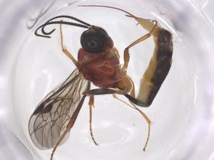  ( - CBG-A61362-H03)  @11 [ ] CreativeCommons - Attribution Share - Alike (2025) Centre for Biodiversity Genomics Centre for Biodiversity Genomics