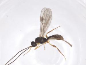  ( - CBG-A61393-H09)  @11 [ ] CreativeCommons - Attribution Share - Alike (2025) Centre for Biodiversity Genomics Centre for Biodiversity Genomics