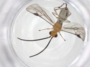  ( - CBG-A61394-H05)  @11 [ ] CreativeCommons - Attribution Share - Alike (2025) Centre for Biodiversity Genomics Centre for Biodiversity Genomics