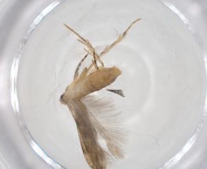  (gelMalaise01 malaise8408 - CBG-A61395-G10)  @11 [ ] CreativeCommons - Attribution Share - Alike (2025) Centre for Biodiversity Genomics Centre for Biodiversity Genomics