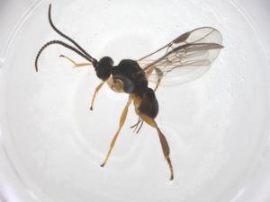  ( - CBG-A61401-C01)  @11 [ ] CreativeCommons - Attribution Share - Alike (2025) Centre for Biodiversity Genomics Centre for Biodiversity Genomics