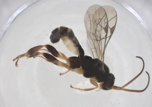  ( - CBG-A61401-F10)  @11 [ ] CreativeCommons - Attribution Share - Alike (2025) Centre for Biodiversity Genomics Centre for Biodiversity Genomics