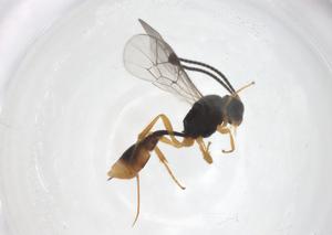  ( - CBG-A61402-A11)  @11 [ ] CreativeCommons - Attribution Share - Alike (2025) Centre for Biodiversity Genomics Centre for Biodiversity Genomics