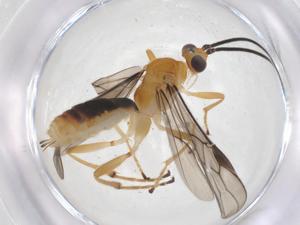  (Triraphis Malaise1714 - CBG-A61402-E05)  @11 [ ] CreativeCommons - Attribution Share - Alike (2025) Centre for Biodiversity Genomics Centre for Biodiversity Genomics