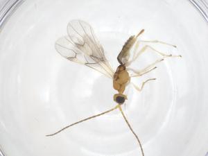  (Hormius Malaise6274 - CBG-A61404-H01)  @11 [ ] CreativeCommons - Attribution Share - Alike (2025) Centre for Biodiversity Genomics Centre for Biodiversity Genomics