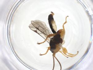  ( - CBG-A61414-H01)  @11 [ ] CreativeCommons - Attribution Share - Alike (2025) Centre for Biodiversity Genomics Centre for Biodiversity Genomics