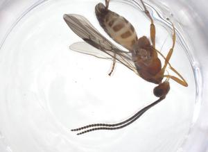  ( - CBG-A61417-F01)  @11 [ ] CreativeCommons - Attribution Share - Alike (2025) Centre for Biodiversity Genomics Centre for Biodiversity Genomics