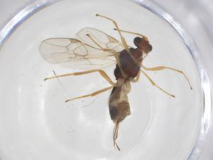  ( - CBG-A61434-G08)  @11 [ ] CreativeCommons - Attribution Share - Alike (2025) Centre for Biodiversity Genomics Centre for Biodiversity Genomics