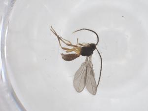  ( - CBG-A61437-C08)  @11 [ ] CreativeCommons - Attribution Share - Alike (2025) Centre for Biodiversity Genomics Centre for Biodiversity Genomics