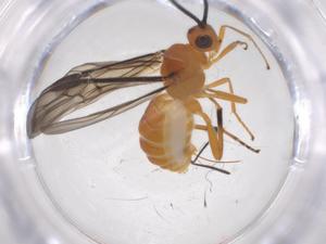  ( - CBG-A61439-D12)  @11 [ ] CreativeCommons - Attribution Share - Alike (2025) Centre for Biodiversity Genomics Centre for Biodiversity Genomics