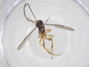  ( - CBG-A61448-E05)  @11 [ ] CreativeCommons - Attribution Share - Alike (2025) Centre for Biodiversity Genomics Centre for Biodiversity Genomics