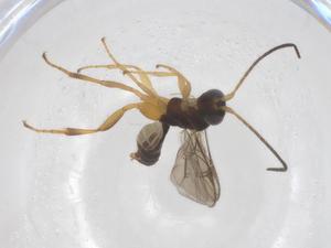  ( - CBG-A61454-F02)  @11 [ ] CreativeCommons - Attribution Share - Alike (2025) Centre for Biodiversity Genomics Centre for Biodiversity Genomics