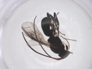  ( - CBG-A61456-A08)  @11 [ ] CreativeCommons - Attribution Share - Alike (2025) Centre for Biodiversity Genomics Centre for Biodiversity Genomics