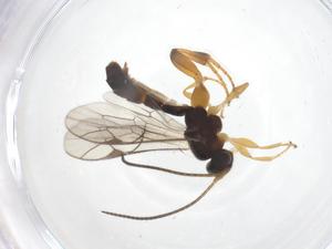  ( - CBG-A61470-E01)  @11 [ ] CreativeCommons - Attribution Share - Alike (2025) Centre for Biodiversity Genomics Centre for Biodiversity Genomics