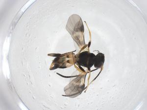  ( - CBG-A61473-G10)  @11 [ ] CreativeCommons - Attribution Share - Alike (2025) Centre for Biodiversity Genomics Centre for Biodiversity Genomics