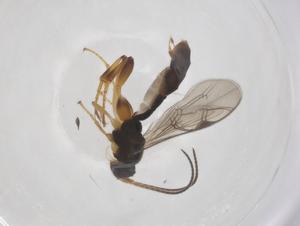  ( - CBG-A61486-E07)  @11 [ ] CreativeCommons - Attribution Share - Alike (2025) Centre for Biodiversity Genomics Centre for Biodiversity Genomics