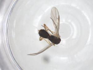  ( - CBG-A61489-H11)  @11 [ ] CreativeCommons - Attribution Share - Alike (2025) Centre for Biodiversity Genomics Centre for Biodiversity Genomics