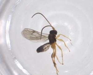  ( - CBG-A61579-F11)  @11 [ ] CreativeCommons - Attribution Share - Alike (2025) Centre for Biodiversity Genomics Centre for Biodiversity Genomics