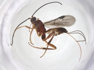  ( - CBG-A61597-A08)  @11 [ ] CreativeCommons - Attribution Share - Alike (2025) Centre for Biodiversity Genomics Centre for Biodiversity Genomics