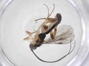  ( - CBG-A61597-D05)  @11 [ ] CreativeCommons - Attribution Share - Alike (2025) Centre for Biodiversity Genomics Centre for Biodiversity Genomics