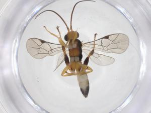  ( - CBG-A61600-D02)  @11 [ ] CreativeCommons - Attribution Share - Alike (2025) Centre for Biodiversity Genomics Centre for Biodiversity Genomics