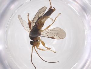  ( - CBG-A61624-H03)  @11 [ ] CreativeCommons - Attribution Share - Alike (2025) Centre for Biodiversity Genomics Centre for Biodiversity Genomics