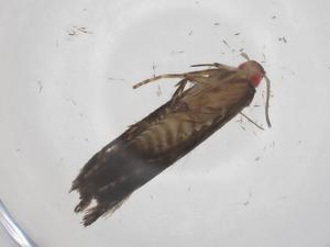  ( - CBG-A61625-C04)  @11 [ ] CreativeCommons - Attribution Share - Alike (2025) Centre for Biodiversity Genomics Centre for Biodiversity Genomics