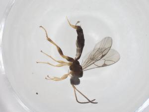  ( - CBG-A61626-B08)  @11 [ ] CreativeCommons - Attribution Share - Alike (2025) Centre for Biodiversity Genomics Centre for Biodiversity Genomics