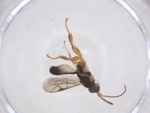  ( - CBG-A61627-F08)  @11 [ ] CreativeCommons - Attribution Share - Alike (2025) Centre for Biodiversity Genomics Centre for Biodiversity Genomics