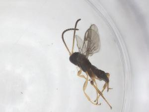  ( - CBG-A61631-A03)  @11 [ ] CreativeCommons - Attribution Share - Alike (2025) Centre for Biodiversity Genomics Centre for Biodiversity Genomics