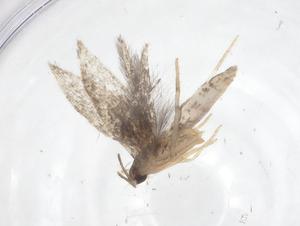  ( - CBG-A62249-G01)  @11 [ ] CreativeCommons - Attribution Share - Alike (2025) Centre for Biodiversity Genomics Centre for Biodiversity Genomics