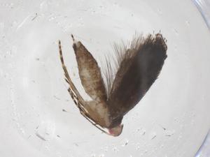  ( - CBG-A62271-G04)  @11 [ ] CreativeCommons - Attribution Share - Alike (2025) Centre for Biodiversity Genomics Centre for Biodiversity Genomics