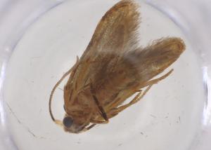  (Hypatopa Malaise1751 - CBG-A62272-B06)  @11 [ ] CreativeCommons - Attribution Share - Alike (2025) Centre for Biodiversity Genomics Centre for Biodiversity Genomics