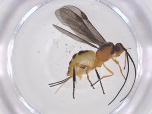  (Bracon Malaise1713 - CBG-A62272-D02)  @11 [ ] CreativeCommons - Attribution Share - Alike (2025) Centre for Biodiversity Genomics Centre for Biodiversity Genomics