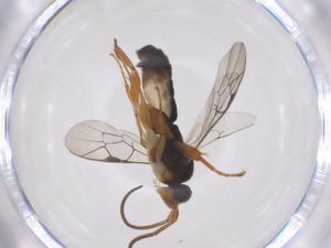  ( - CBG-A62341-D10)  @11 [ ] CreativeCommons - Attribution Share - Alike (2025) Centre for Biodiversity Genomics Centre for Biodiversity Genomics